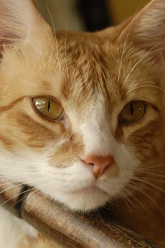 Window Light Portrait-pumpkin-portrait.jpg