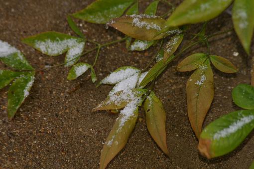 To Quote OT: April in West Texas-more-april-snow-1.jpg