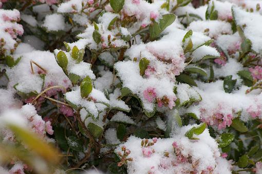 To Quote OT: April in West Texas-more-april-snow-2.jpg