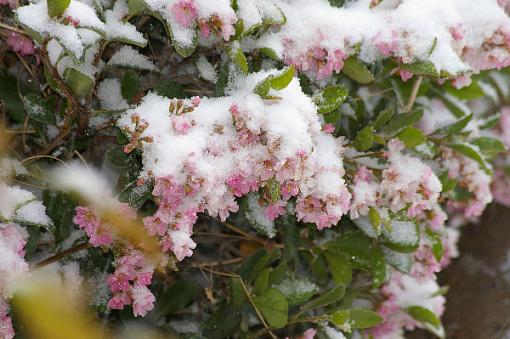 To Quote OT: April in West Texas-more-april-snow-3.jpg