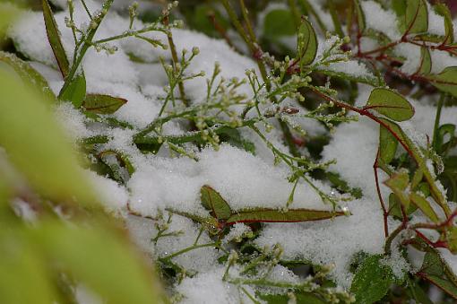 To Quote OT: April in West Texas-more-april-snow-5.jpg