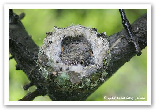 The Spring 24 Hours Pictures-hummingbirds.jpg