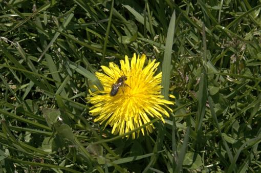 The Spring 24 Hours Pictures-bee.jpg