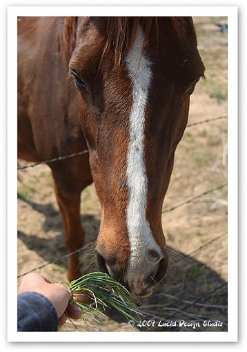 Click image for larger version.&nbsp;

Name:	horse.jpg&nbsp;
Views:	60&nbsp;
Size:	144.9 KB&nbsp;
ID:	40850