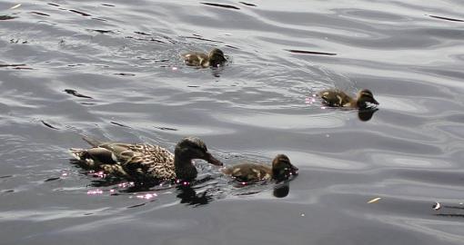 Boston Mini Gathering-ducks.jpg