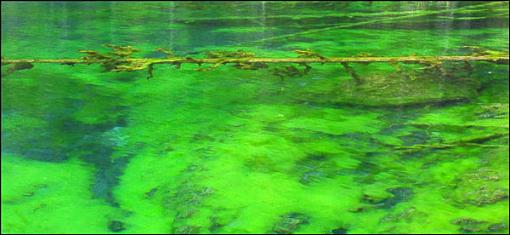 Natural neon impressionism sort of...-monet-panos.jpg