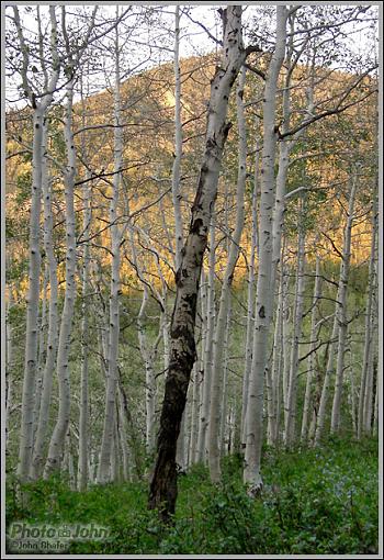 Big Cottonwood Canyon-cimg0503.jpg