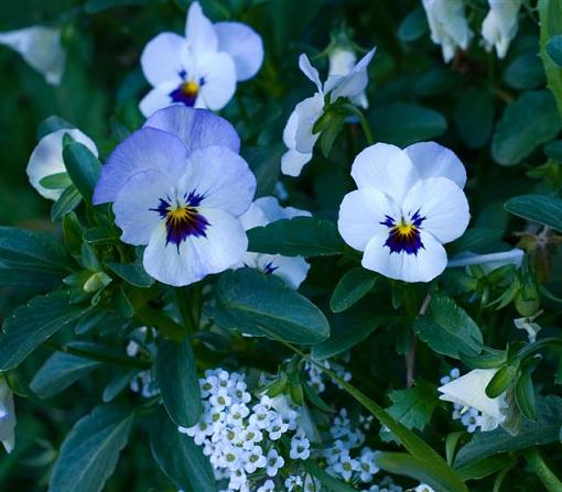 50mm f/1.8 Lens War Thread-pansies-small-.jpg