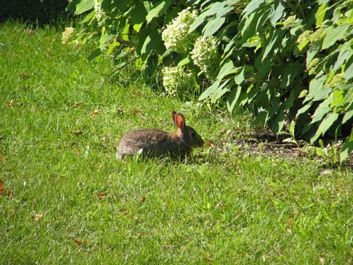 A Day In Milwaukee-rabbit.jpg