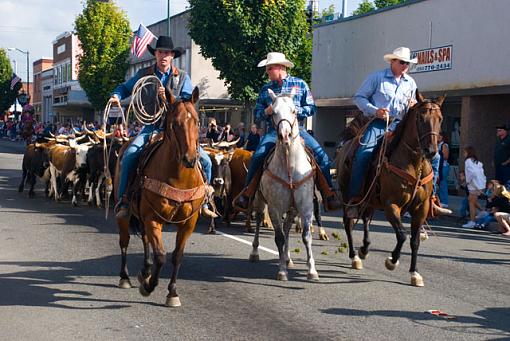 The tables are turned in Puyallup, Wa...-cattle-herd-cowboys.jpg