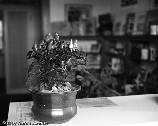 More fun with the Canonet-peppers.jpg
