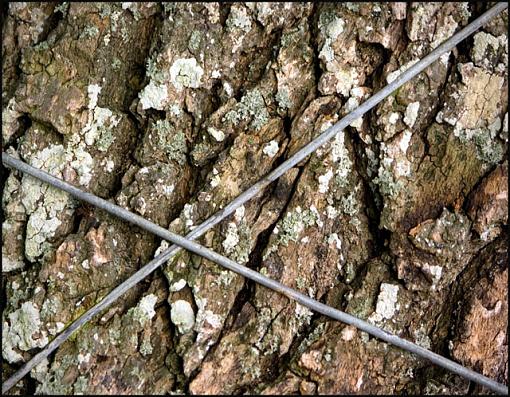 UK Members ... Met-wire-tree-trunk-jpg.jpg