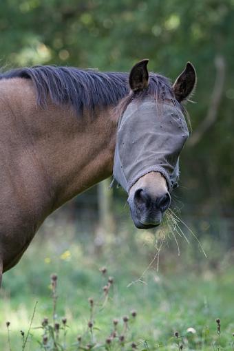 Horse sunglasses?-pa3p0767.jpg