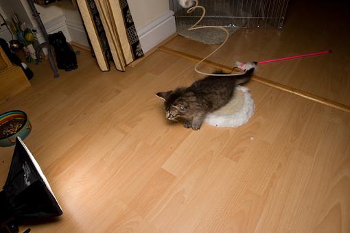 fill flash or pounce flash ?-vv9w7638.jpg