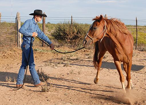 Cowboy Up-dsc_6670-2-640.jpg