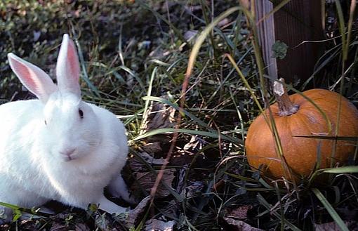 Halloween Bunny (old image, but ...)-halloweenrabbit640.jpg