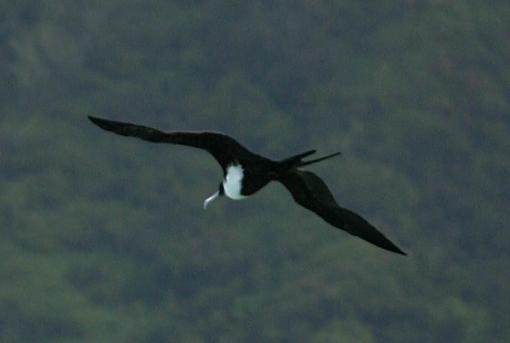 Another one for Paul ;)-frigatebird.jpg