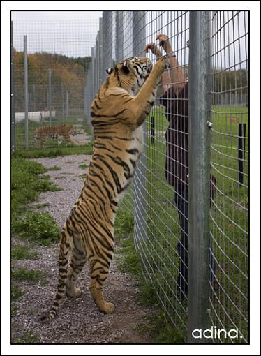 big cat rescue: part 2-img_1202.jpg