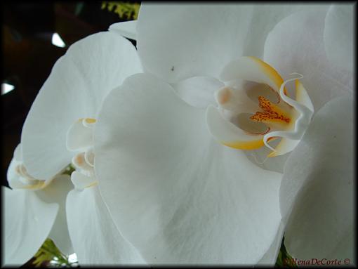 Conservatory of Flowers- San Francisco-white-orchids-small.jpg