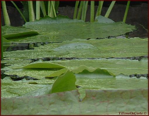 Conservatory of Flowers- San Francisco-lillypads.jpg