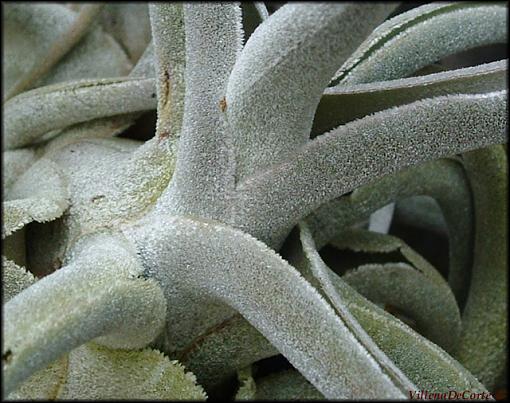 Conservatory of Flowers- San Francisco-fuzzy-green.jpg