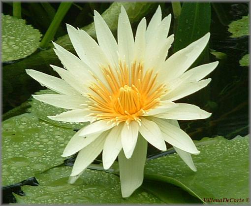 Conservatory of Flowers- SF Part 2-flower-lillypads.jpg