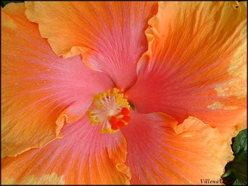 Conservatory of Flowers- SF Part 2-orange-pink-sunrise.jpg