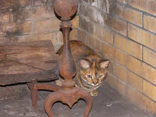 Santa's helper in chimney-cat-fireplace.jpg