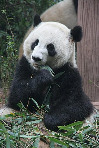 Big Trouble in Big China-panda01.jpg