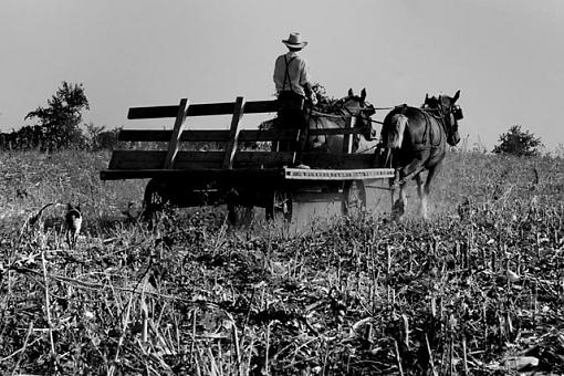 Amish-amishinfieldbw.jpg