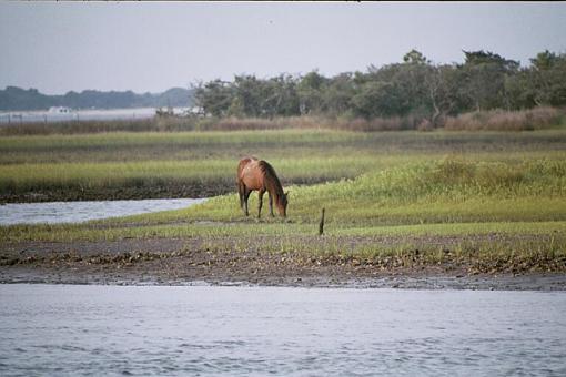 Mini Photo Gathering In Carteret County-dx-06a-pr.jpg