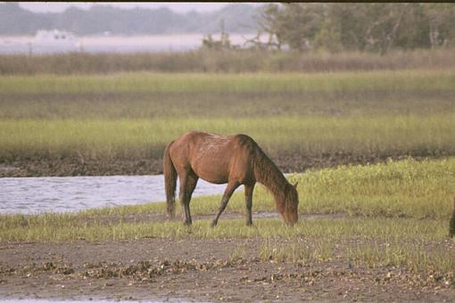 Mini Photo Gathering In Carteret County-dx-12a-pr.jpg