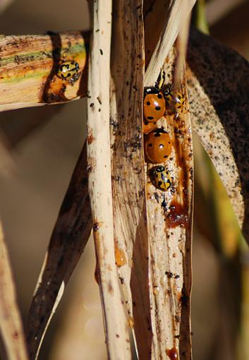 Busted vacation equals-ladybugs1.jpg