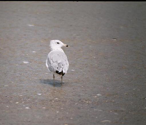 Mini Photo Gathering In Carteret County-dx-14a-pr.jpg