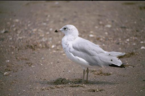 Mini Photo Gathering In Carteret County-dx-17a-pr.jpg