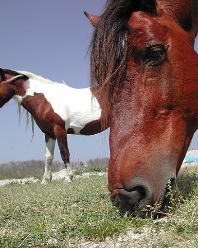 Mini Photo Gathering In Carteret County-horses-close-2.jpg
