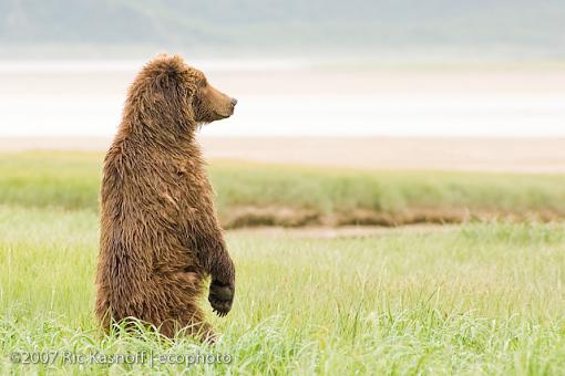 Photographyreview: The People-20060704_bears_finals_010.jpg