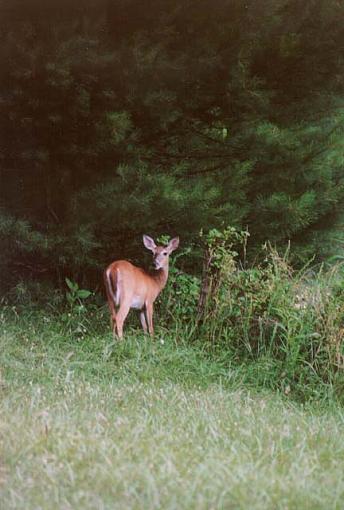 A few more smokies pics :)-doe.jpg