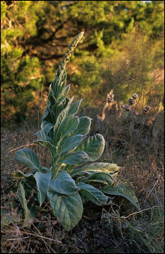 the new Velvia 50-image3-640.jpg