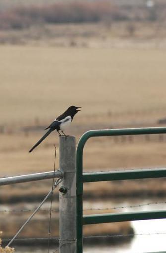 Birds not bikes-magpie1.jpg