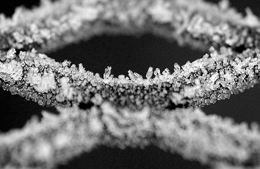 Frosty Morn-dsc_9749-2-bw-crop-640.jpg