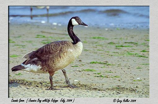 Jamaica Bay WildLife Refuge. . .some pics of my day-birds0704-191101xweb.jpg