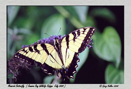 Jamaica Bay WildLife Refuge. . .some pics of my day-butterfly0704-111105xweb.jpg