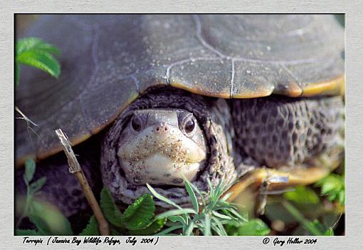 Jamaica Bay WildLife Refuge. . .some pics of my day-terrapin0704-221104xweb.jpg