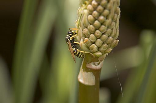 First try at macro with D70 + Kenko extension tube(s)-wasp02.jpg