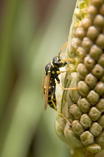 First try at macro with D70 + Kenko extension tube(s)-wasp01.jpg