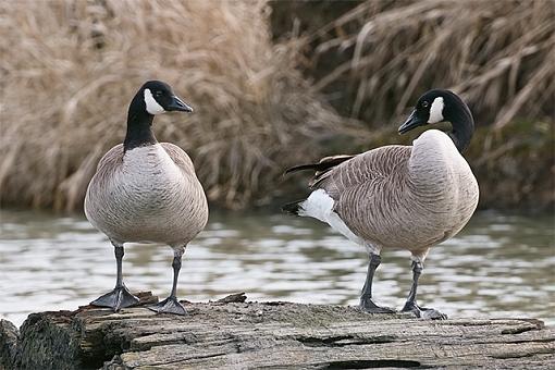 Three Canadian geese-canadian-geese.jpg