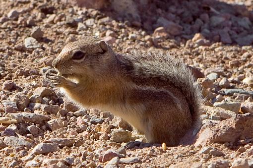 Dam squirrels-vv9w7867.jpg