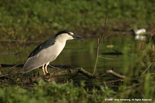 Bird Pics with my new 10D-003.jpg