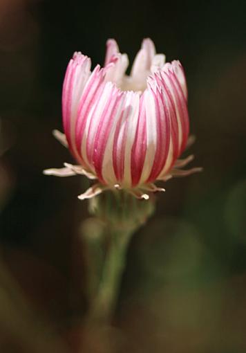 A few from Solstice Canyon, Malibu-slim_aster.jpg